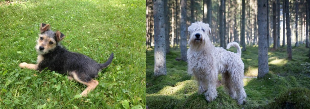 Soft-Coated Wheaten Terrier vs Schnorkie - Breed Comparison