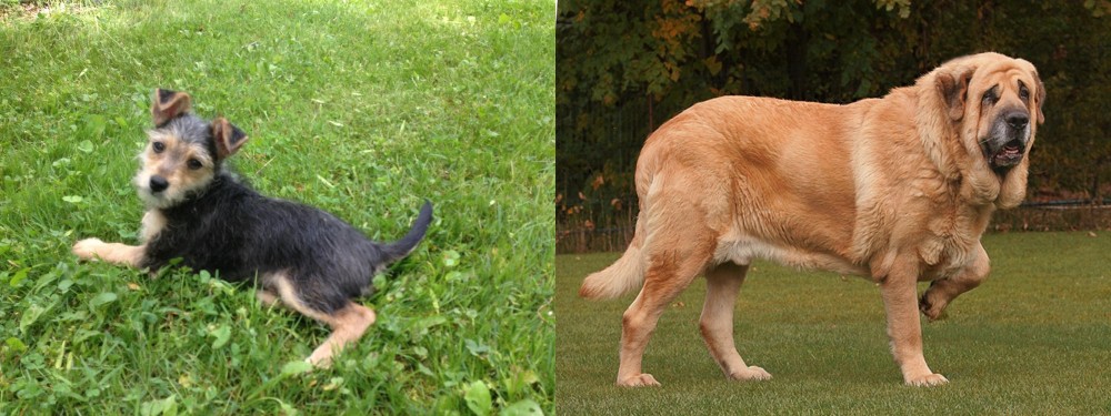 Spanish Mastiff vs Schnorkie - Breed Comparison