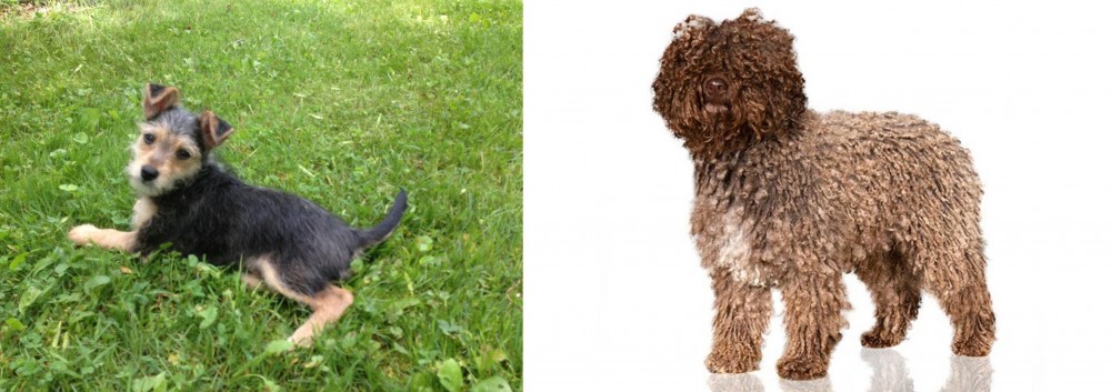 Spanish Water Dog vs Schnorkie - Breed Comparison