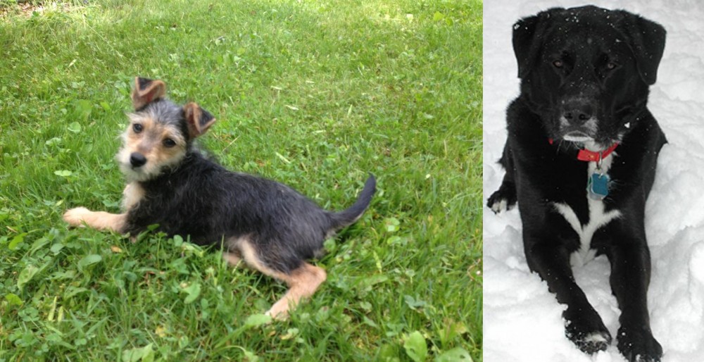 St. John's Water Dog vs Schnorkie - Breed Comparison