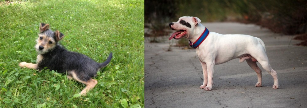 Staffordshire Bull Terrier vs Schnorkie - Breed Comparison