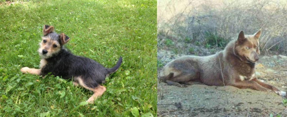 Tahltan Bear Dog vs Schnorkie - Breed Comparison