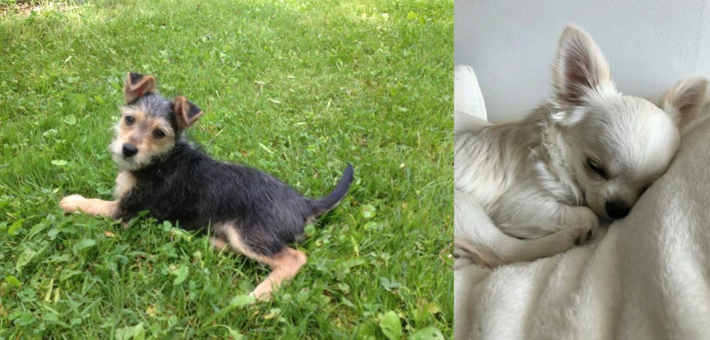 Tea Cup Chihuahua vs Schnorkie - Breed Comparison