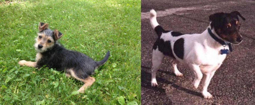 Teddy Roosevelt Terrier vs Schnorkie - Breed Comparison