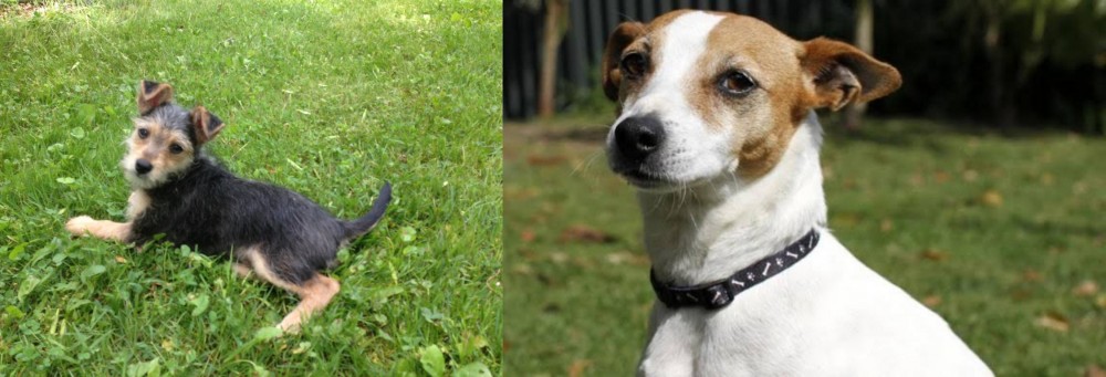 Tenterfield Terrier vs Schnorkie - Breed Comparison