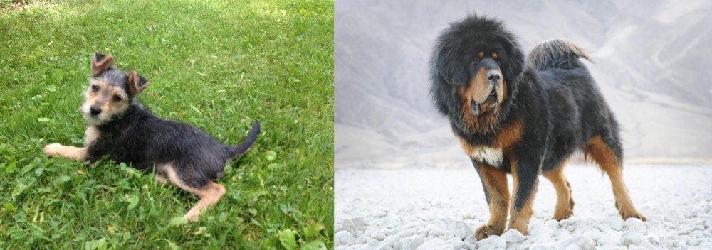 Tibetan Mastiff vs Schnorkie - Breed Comparison