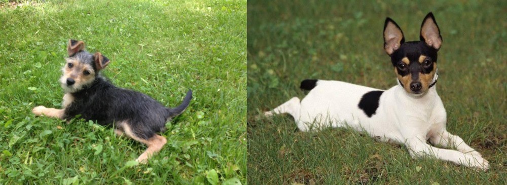 Toy Fox Terrier vs Schnorkie - Breed Comparison