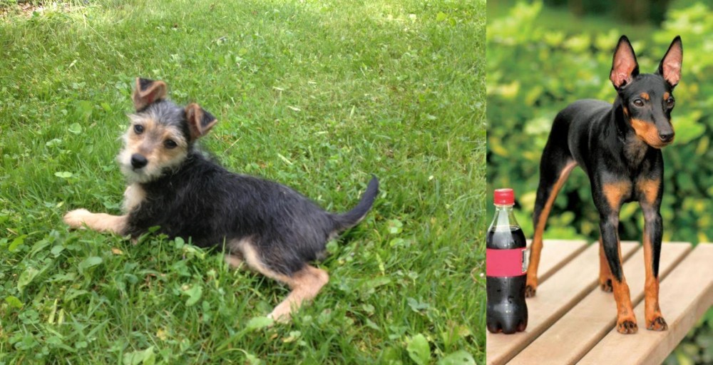 Toy Manchester Terrier vs Schnorkie - Breed Comparison