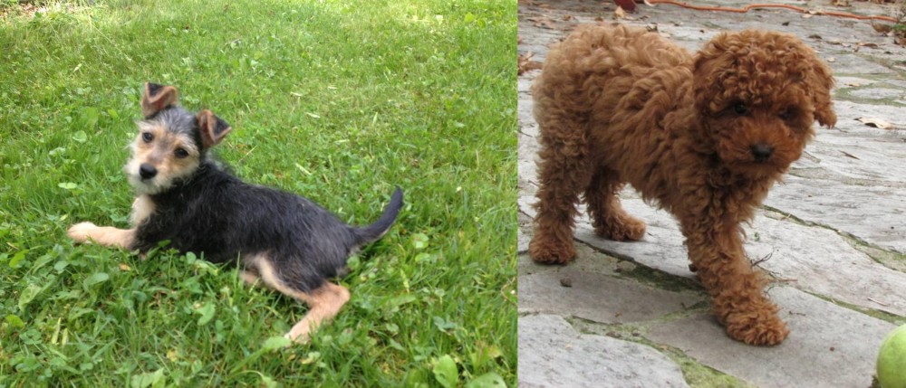 Toy Poodle vs Schnorkie - Breed Comparison