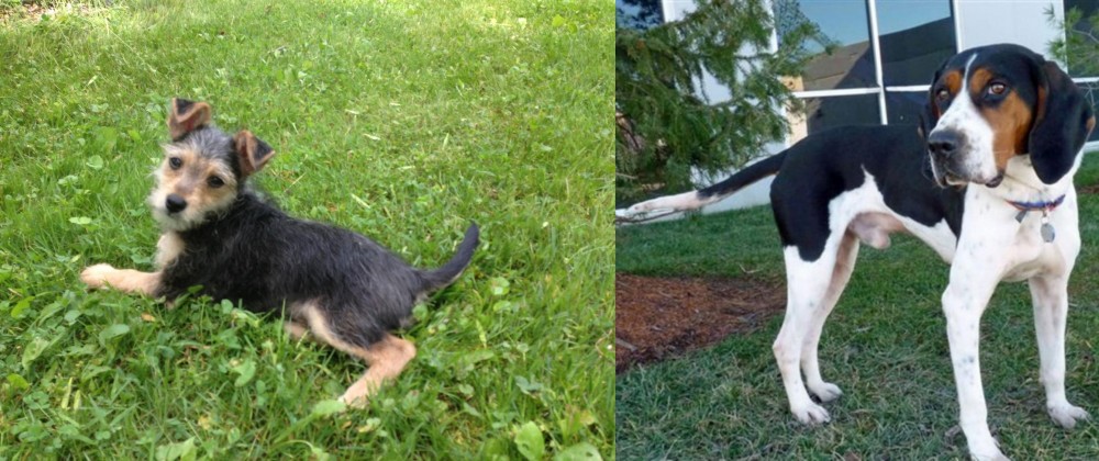 Treeing Walker Coonhound vs Schnorkie - Breed Comparison