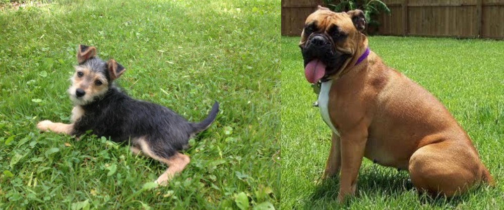 Valley Bulldog vs Schnorkie - Breed Comparison