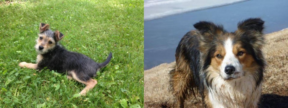 Welsh Sheepdog vs Schnorkie - Breed Comparison