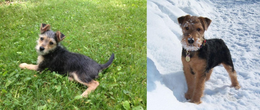 Welsh Terrier vs Schnorkie - Breed Comparison