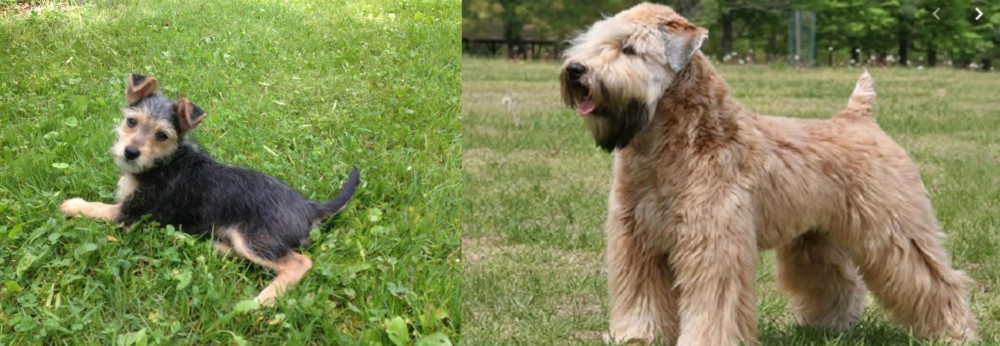 Wheaten Terrier vs Schnorkie - Breed Comparison
