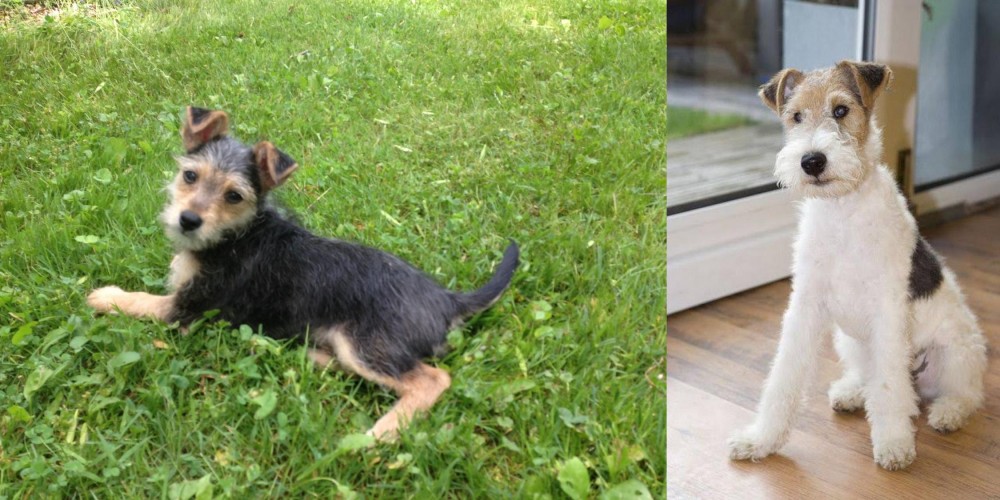 Wire Fox Terrier vs Schnorkie - Breed Comparison