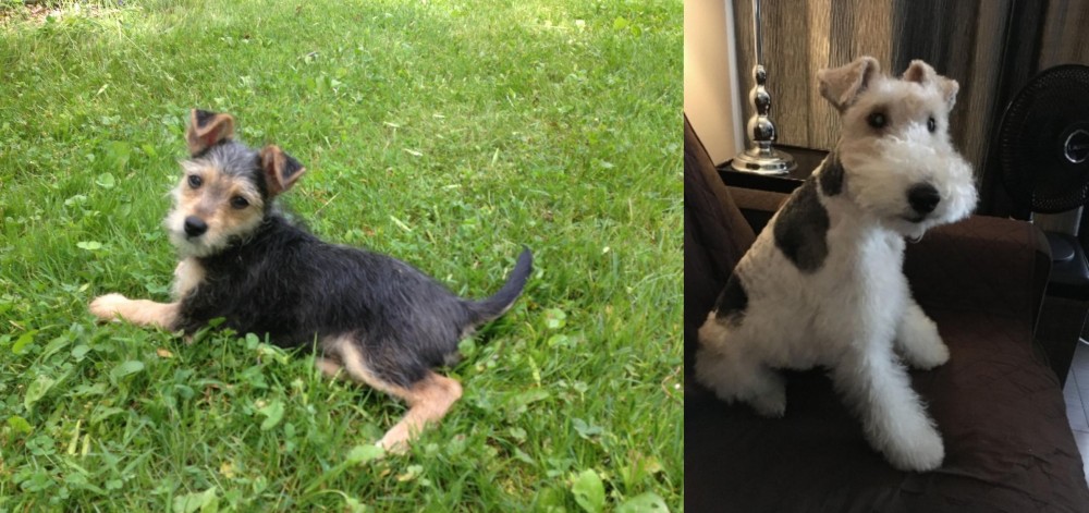 Wire Haired Fox Terrier vs Schnorkie - Breed Comparison