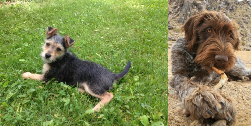 Wirehaired Pointing Griffon vs Schnorkie - Breed Comparison