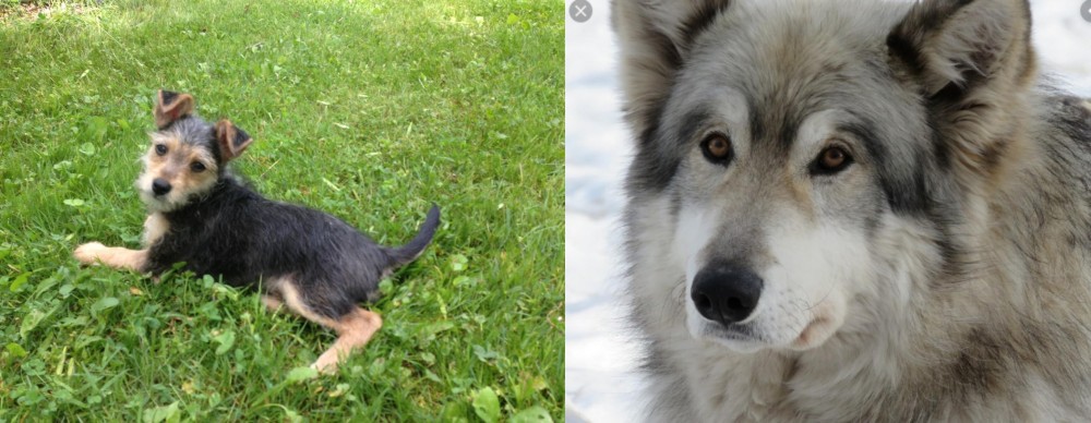 Wolfdog vs Schnorkie - Breed Comparison