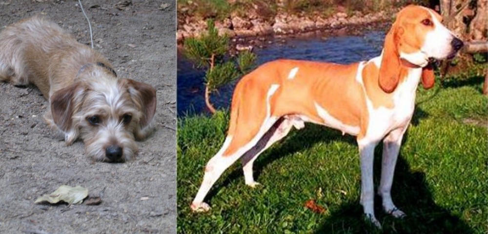 Schweizer Laufhund vs Schweenie - Breed Comparison