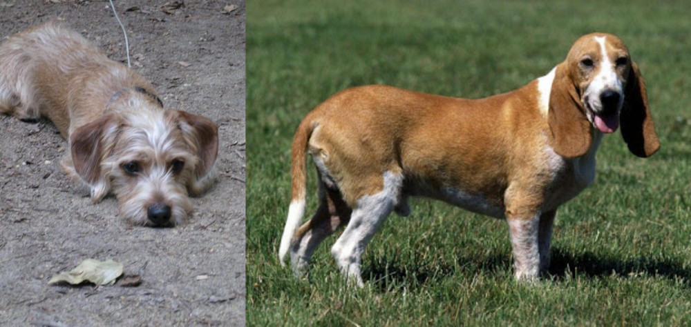 Schweizer Niederlaufhund vs Schweenie - Breed Comparison