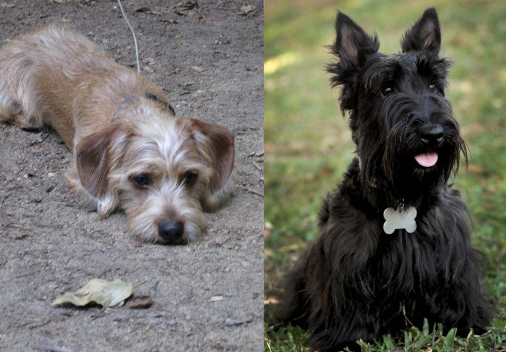Scoland Terrier vs Schweenie - Breed Comparison