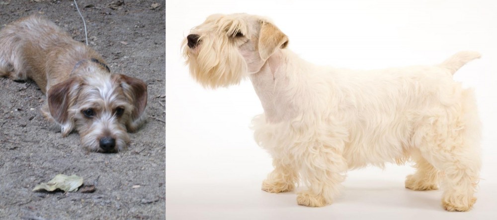 Sealyham Terrier vs Schweenie - Breed Comparison