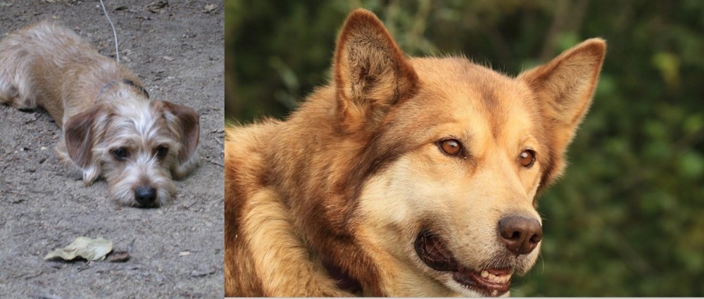 Seppala Siberian Sleddog vs Schweenie - Breed Comparison
