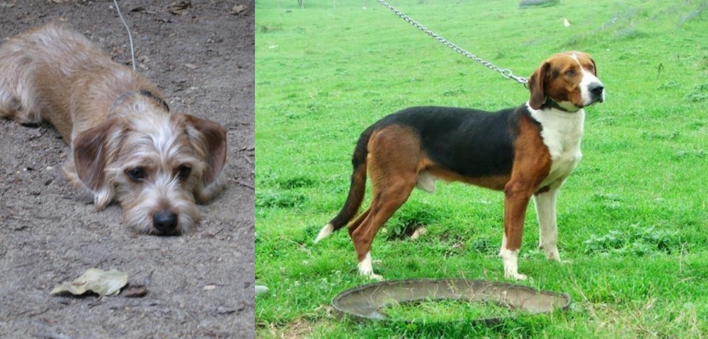 Serbian Tricolour Hound vs Schweenie - Breed Comparison