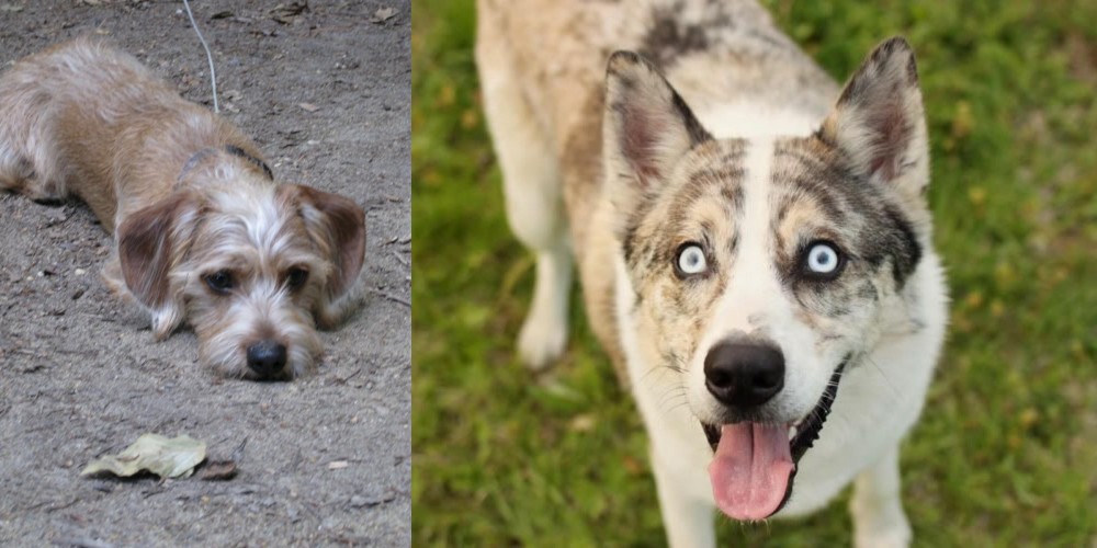 Shepherd Husky vs Schweenie - Breed Comparison