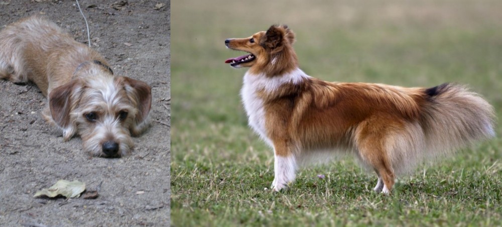 Shetland Sheepdog vs Schweenie - Breed Comparison