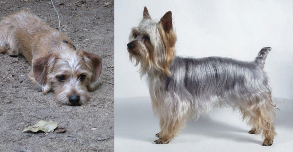 Silky Terrier vs Schweenie - Breed Comparison