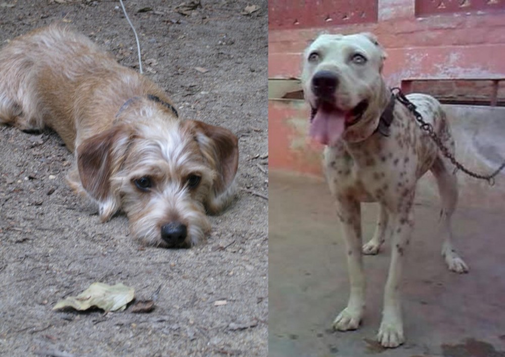 Sindh Mastiff vs Schweenie - Breed Comparison