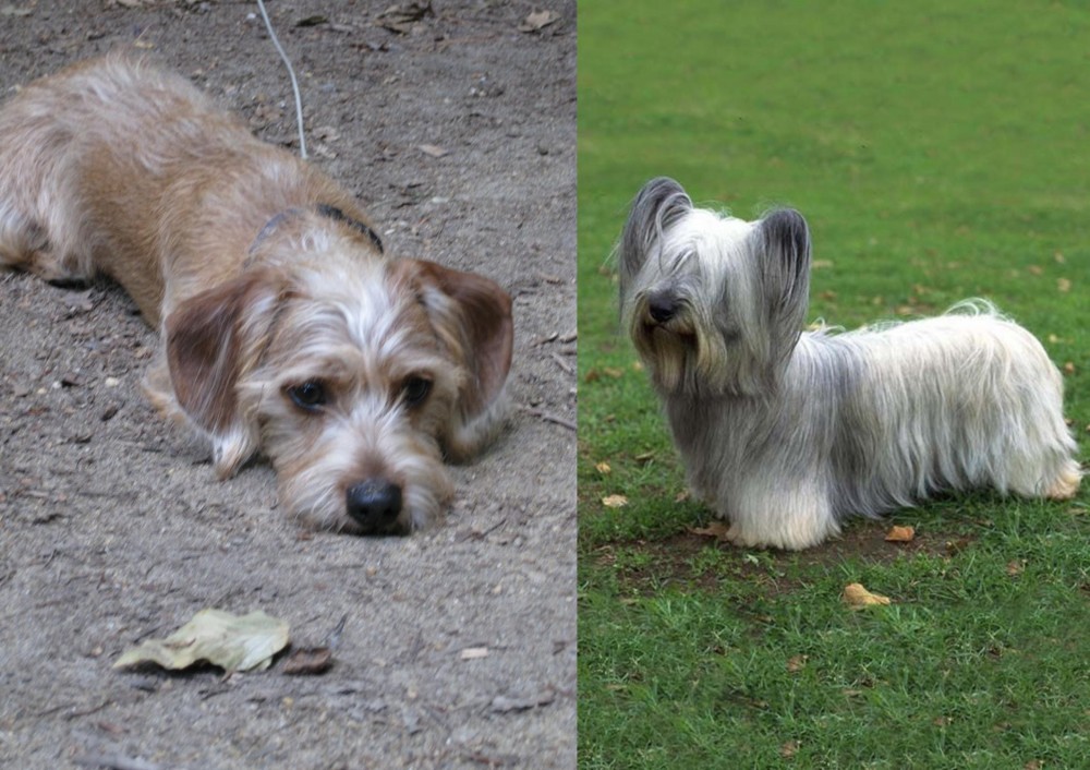 Skye Terrier vs Schweenie - Breed Comparison
