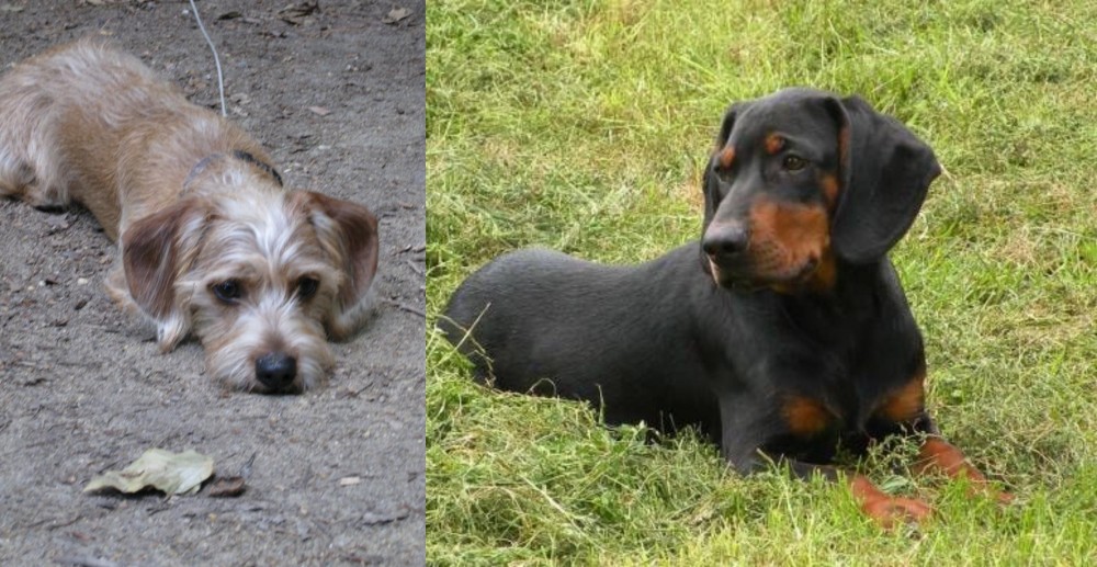 Slovakian Hound vs Schweenie - Breed Comparison