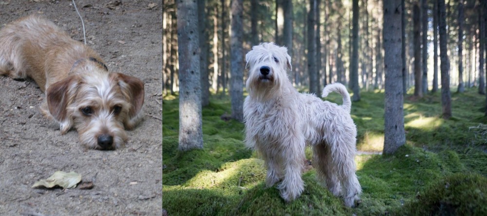 Soft-Coated Wheaten Terrier vs Schweenie - Breed Comparison