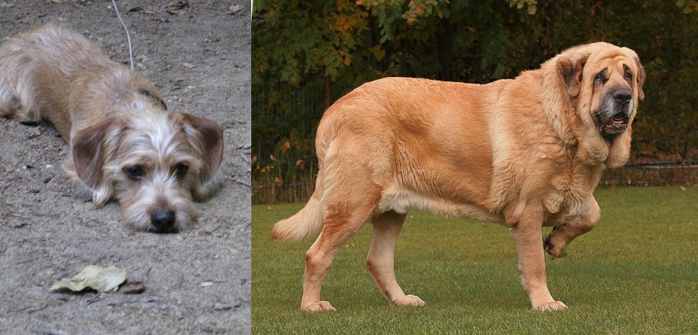 Spanish Mastiff vs Schweenie - Breed Comparison