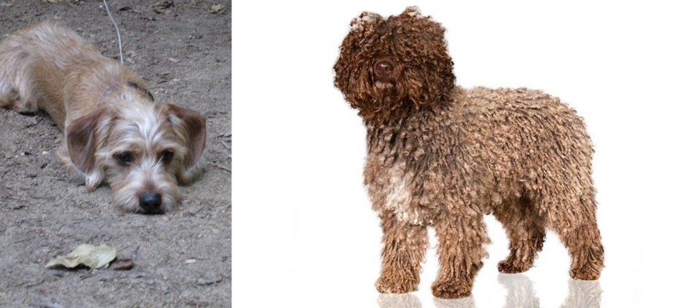 Spanish Water Dog vs Schweenie - Breed Comparison