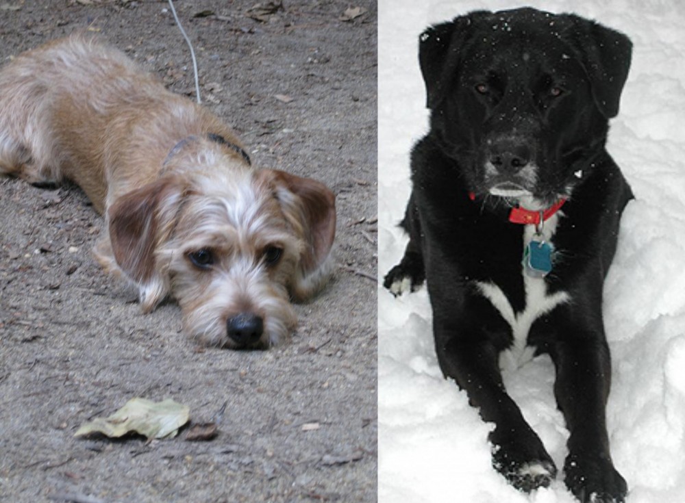 St. John's Water Dog vs Schweenie - Breed Comparison