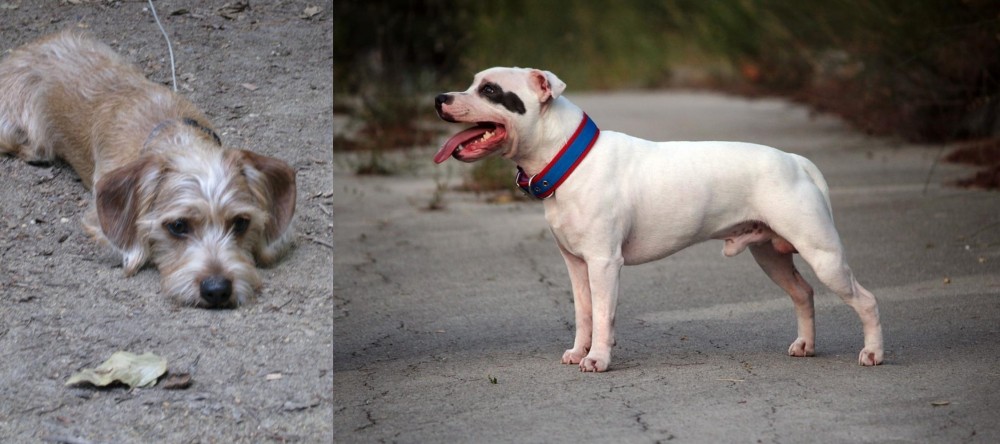 Staffordshire Bull Terrier vs Schweenie - Breed Comparison