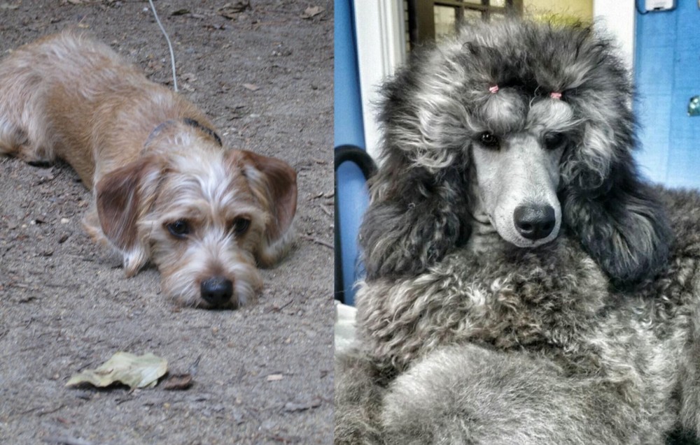 Standard Poodle vs Schweenie - Breed Comparison