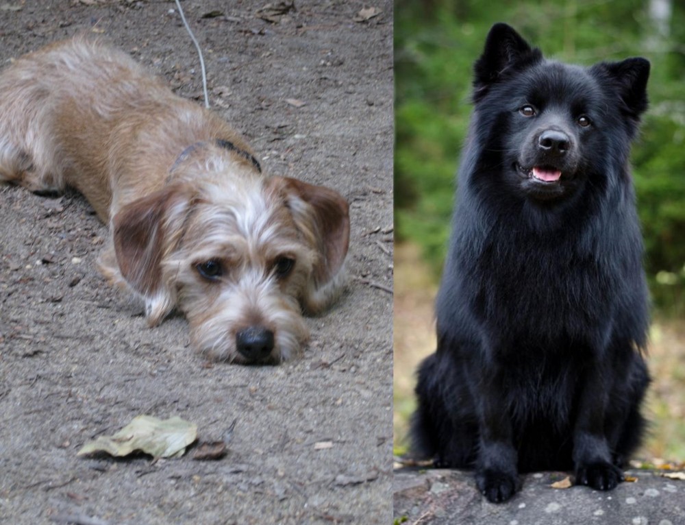 Swedish Lapphund vs Schweenie - Breed Comparison