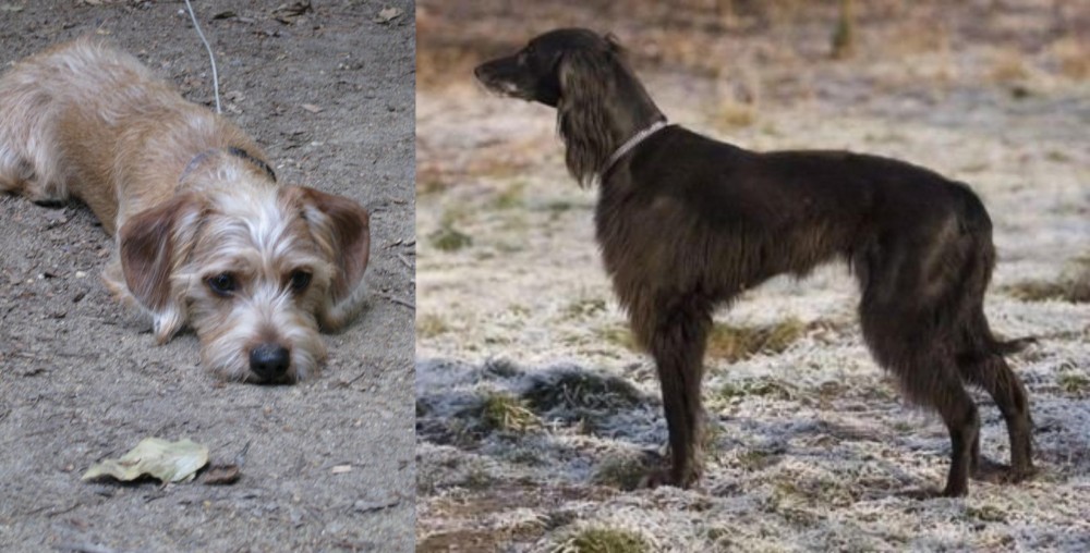 Taigan vs Schweenie - Breed Comparison