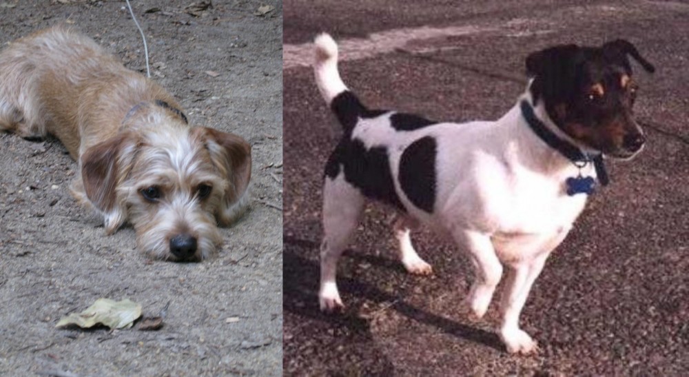 Teddy Roosevelt Terrier vs Schweenie - Breed Comparison