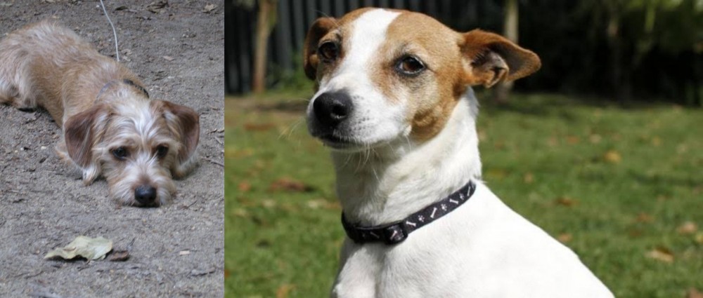 Tenterfield Terrier vs Schweenie - Breed Comparison