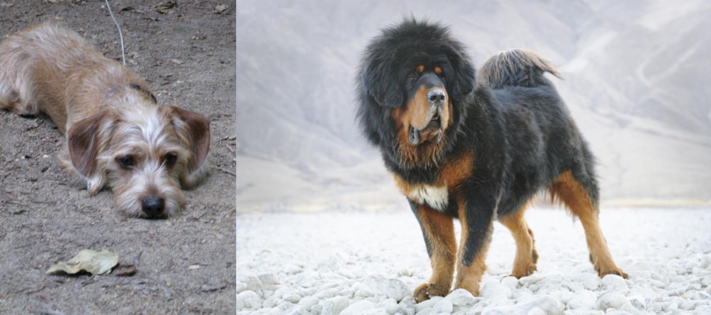 Tibetan Mastiff vs Schweenie - Breed Comparison