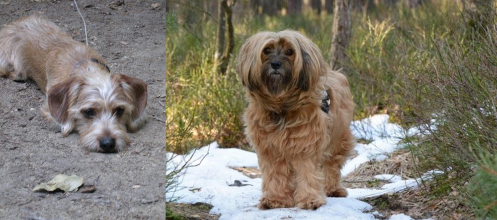 Tibetan Terrier vs Schweenie - Breed Comparison