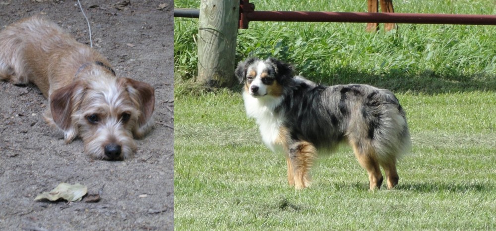 Toy Australian Shepherd vs Schweenie - Breed Comparison