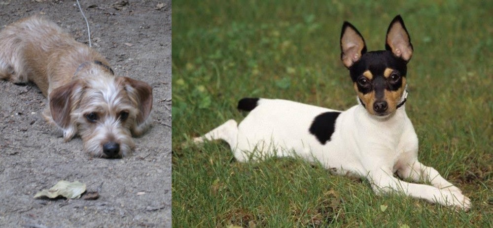 Toy Fox Terrier vs Schweenie - Breed Comparison