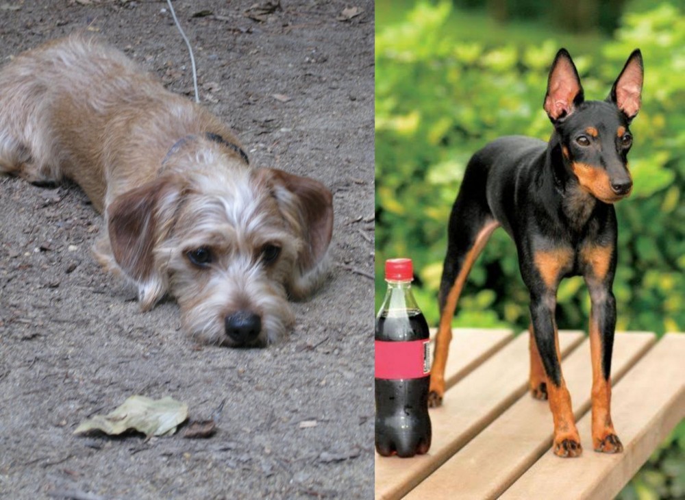 Toy Manchester Terrier vs Schweenie - Breed Comparison