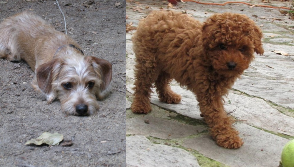 Toy Poodle vs Schweenie - Breed Comparison